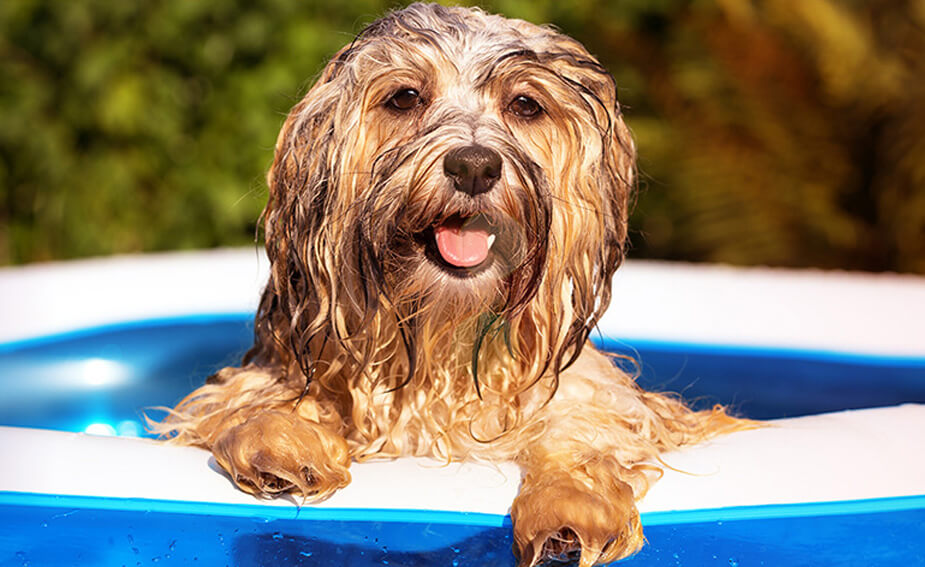 best dog suburbs