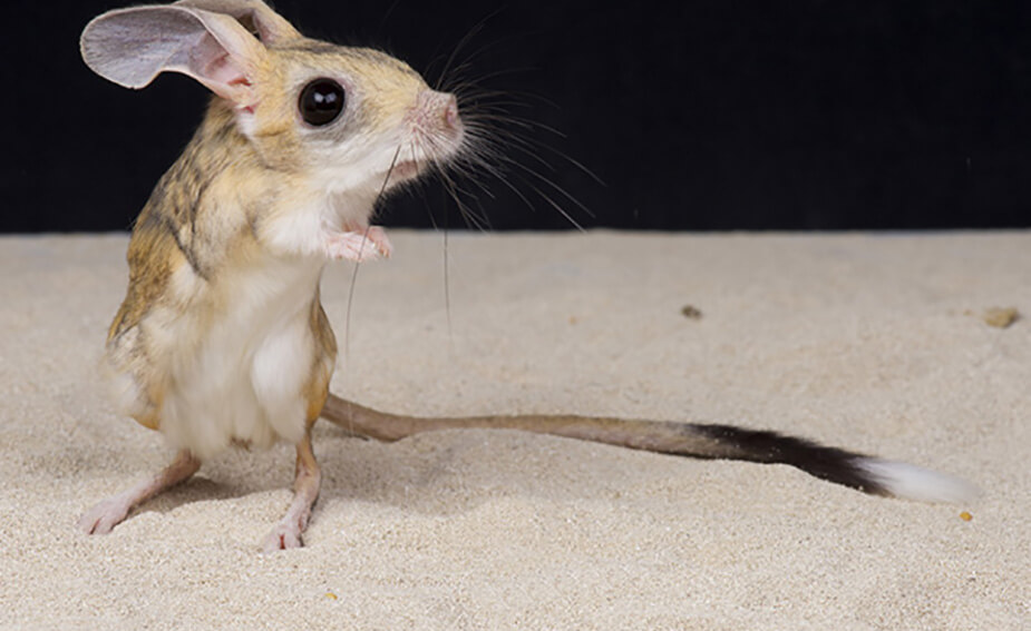 Gobi Jerboa