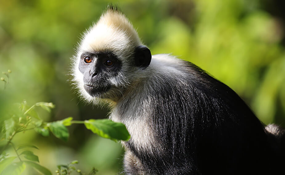 White headed langur