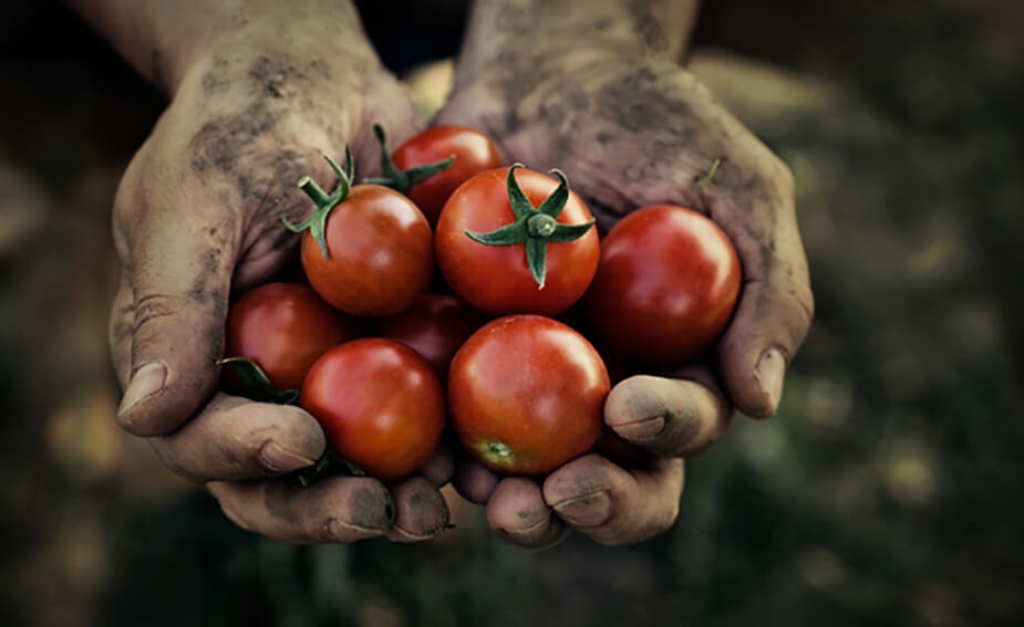 La Tomatina Tomatoes