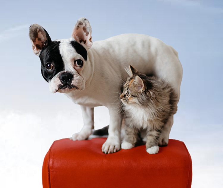 pet